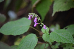 Salvia carnea