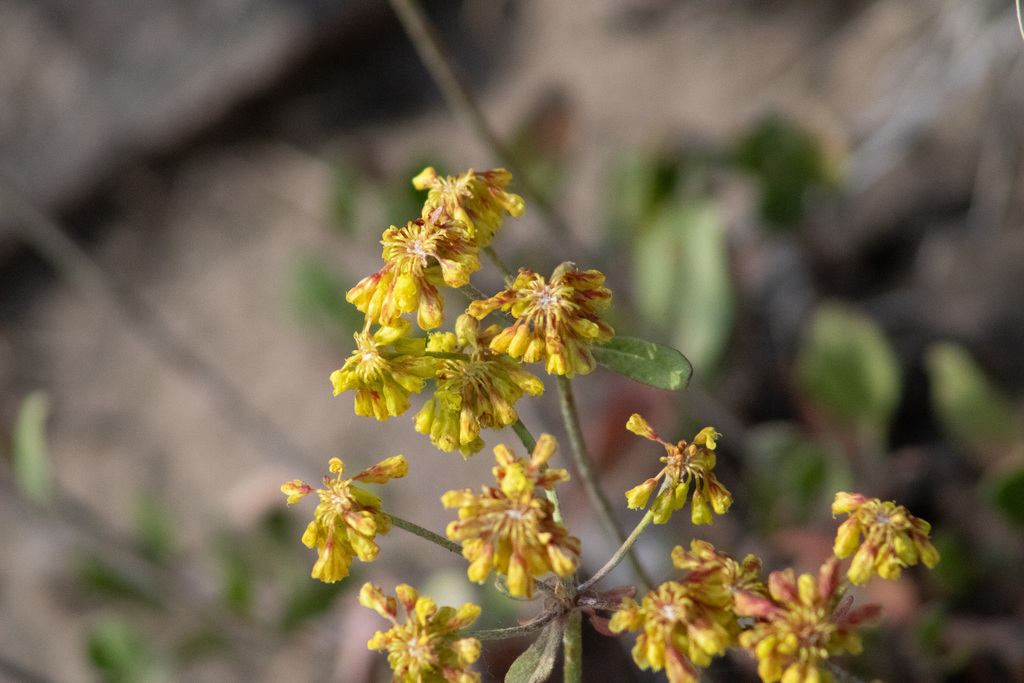 sulfur buckwheat from Moffat County, CO, USA on July 15, 2023 at 06:24 ...