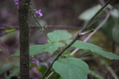 Salvia carnea