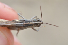 Ramburiella hispanica