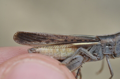 Ramburiella hispanica