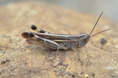 Ramburiella hispanica