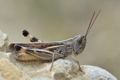 Ramburiella hispanica