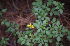 Bidens ostruthioides
