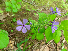 Phlox divaricata laphamii