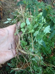 Eccremocarpus scaber