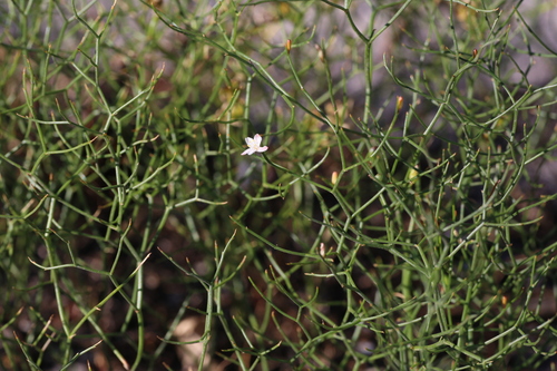 Image of Corynotheca micrantha by (c) Hugo Innes, some rights reserved (CC BY)
