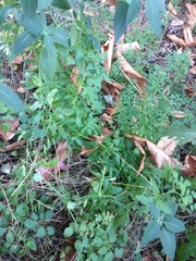 Eccremocarpus scaber