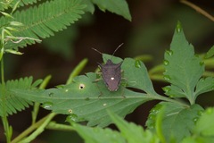 Proxys albopunctulatus