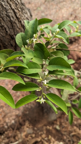 Image of Olax scandens by (c) Ravuri Krishna Chaitanya, some rights reserved (CC BY)