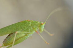 Phaneroptera laticerca