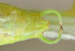 Phaneroptera laticerca