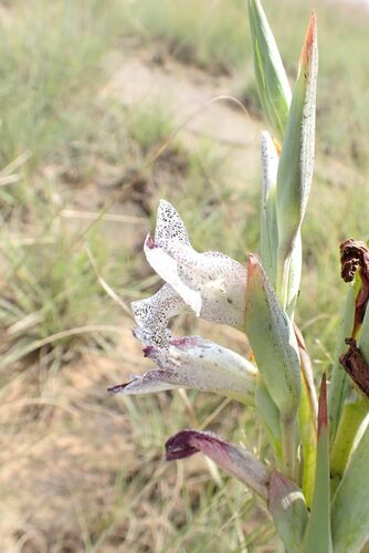 Image of Gladiolus vinosomaculatus by no rights reserved