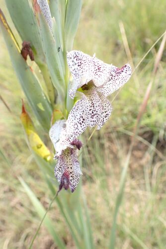 Winespot Glad (Gladiolus vinosomaculatus)