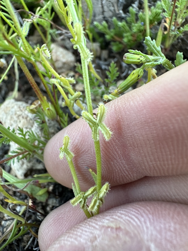 sagebrush combseed from Lake Eleanor, Thousand Oaks, CA, US on March 14 ...