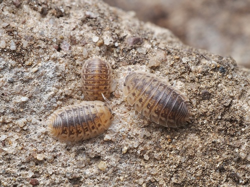 Agabiformius lentus