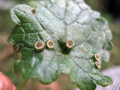 Rondaniola bursaria