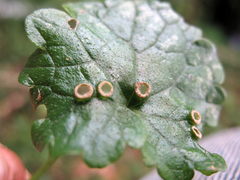 Rondaniola bursaria