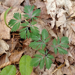 Dicentra cucullaria