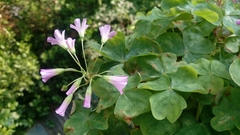 Oxalis debilis