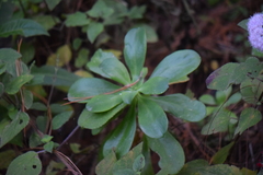 Sedeae