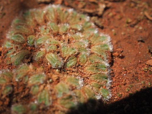 Image of Riccia crinita by (c) Hugo Innes, some rights reserved (CC BY)