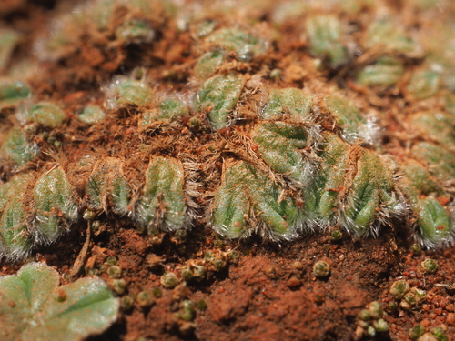 Image of Riccia crinita by (c) Hugo Innes, some rights reserved (CC BY)