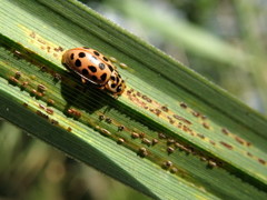 Anisosticta novemdecimpunctata
