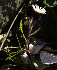 Erigeron humilis