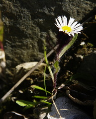 Erigeron humilis