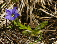 Gentiana prostrata