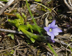 Gentiana prostrata
