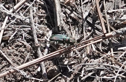 Purple Tiger Beetle