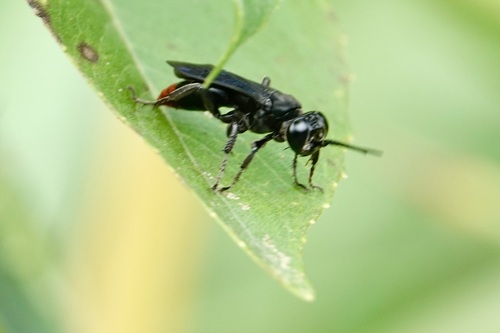 Larra analis photo 5