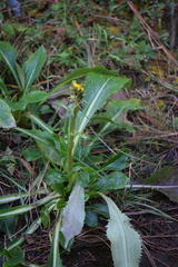 Packera toluccana