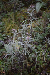 Gnaphaliothamnus salicifolius