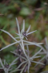 Gnaphaliothamnus salicifolius