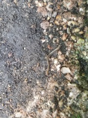 Blaniulidae