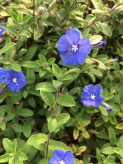 Evolvulus glomeratus