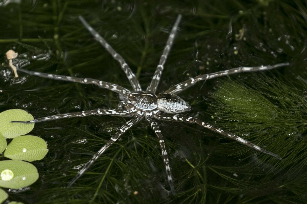 Fishing Spiders from Wonga QLD 4873, Australia on November 18, 2022 at ...