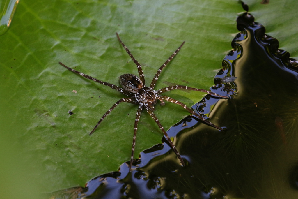 Fishing Spiders from Wonga QLD 4873, Australia on February 1, 2016 at ...