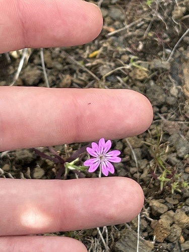 Petrorhagia dubia, 2024-03-12