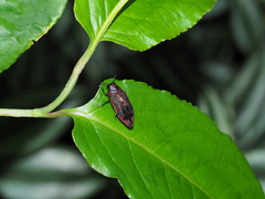 Lamprodila cupreosplendens kerremansi