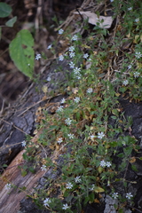Stellaria cuspidata