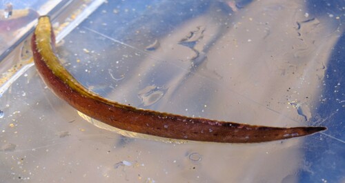 Slender weedfish (Sticharium dorsale) — Clinidae — 4
