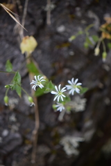 Stellaria cuspidata
