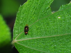 Spaniocelyphus palmi