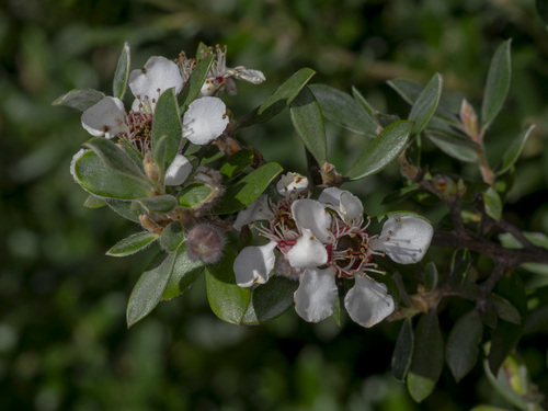 Leptospermum grandifolium Sm.