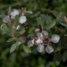 Mountain Tea-Tree - Photo (c) David Akers, some rights reserved (CC BY-NC), uploaded by David Akers