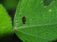 Spaniocelyphus palmi